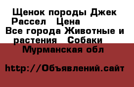Щенок породы Джек Рассел › Цена ­ 50 000 - Все города Животные и растения » Собаки   . Мурманская обл.